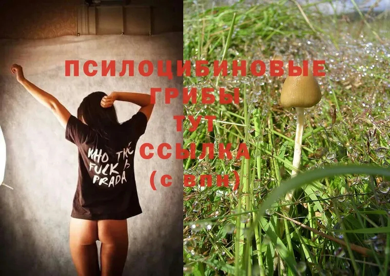 где купить   Черкесск  Галлюциногенные грибы Magic Shrooms 